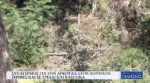Συναγερμός για την αρκούδα στον Χορτιάτη, ζημιές και σε Τριάδι και Βασιλικά (Video)