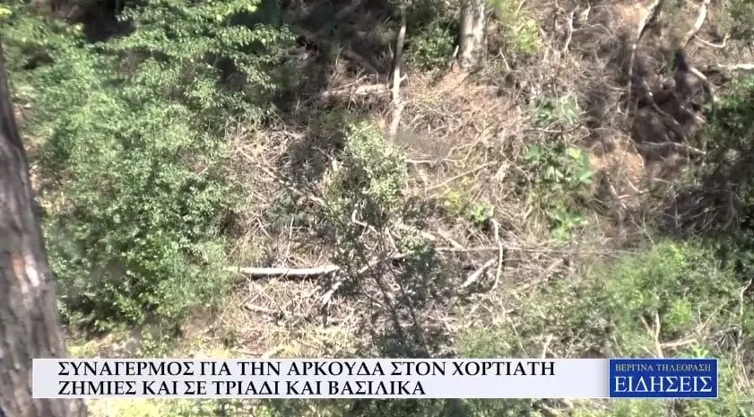 Συναγερμός για την αρκούδα στον Χορτιάτη, ζημιές και σε Τριάδι και Βασιλικά (Video)
