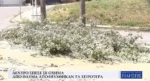 Πολίχνη: Δέντρο έπεσε σε όχημα – Από θαύμα αποφεύχθηκαν τα χειρότερα (Video)