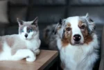 Dog And Cat Live Together 2025 01 10 04 00 38 Utc 1 1767697300