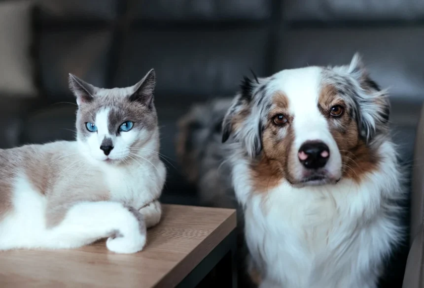 Dog And Cat Live Together 2025 01 10 04 00 38 Utc 1 1767697300