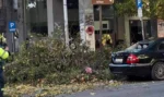 Εκατοντάδες πτώσεις δέντρων στην Κεντρική Μακεδονία από τον μανιασμένο Βαρδάρη