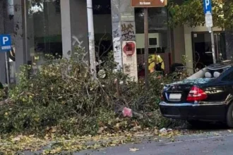 Εκατοντάδες πτώσεις δέντρων στην Κεντρική Μακεδονία από τον μανιασμένο Βαρδάρη