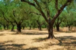Ελαιοπαραγωγοί: Από την 1η Μαΐου η εφαρμογή ψηφιακής έκδοσης δελτίων παρακολούθησης αποθεμάτων