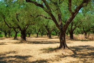 Ελαιοπαραγωγοί: Από την 1η Μαΐου η εφαρμογή ψηφιακής έκδοσης δελτίων παρακολούθησης αποθεμάτων