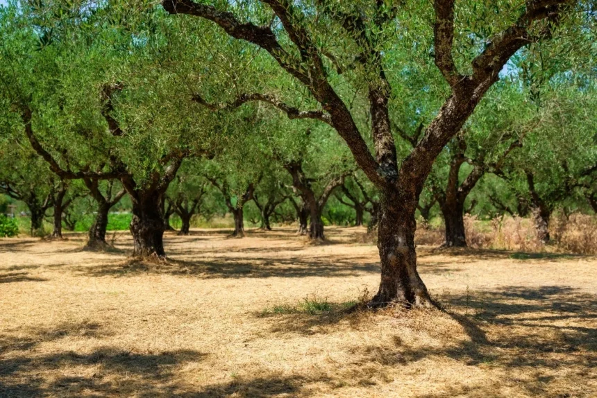 Ελαιοπαραγωγοί: Από την 1η Μαΐου η εφαρμογή ψηφιακής έκδοσης δελτίων παρακολούθησης αποθεμάτων