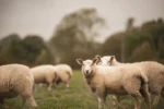 Παρατείνονται έως τις 7 Ιανουαρίου τα προληπτικά μέτρα για την ευλογιά των αιγοπροβάτων στην Κρήτη