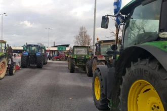 Agrotes Vergina 1767534566 1767697203