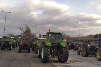 Agrotes Vergina1 1767597708 1767697194