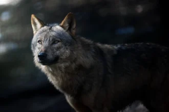 Θεσσαλονίκη: Αγέλη πέντε λύκων κινείται σε Πανόραμα και Θέρμη-Η ανακοίνωση που εξέδωσε η “Καλλιστώ”