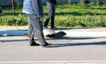 Φθιώτιδα: Μικρή φώκια περπατάει στους δρόμους της Αρκίτσας – Δείτε το βίντεο