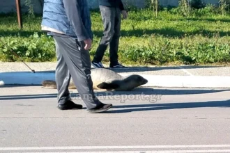 Φθιώτιδα: Μικρή φώκια περπατάει στους δρόμους της Αρκίτσας – Δείτε το βίντεο