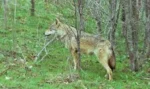 Τατόι: Λύκος επιτέθηκε σε παρέα περιπατητών στα Βασιλικά Κτήματα