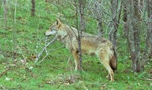 Τατόι: Λύκος επιτέθηκε σε παρέα περιπατητών στα Βασιλικά Κτήματα