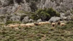 Μυτιλήνη: Κινητοποιήσεις κτηνοτρόφων για τα κρούσματα αφθώδους πυρετού