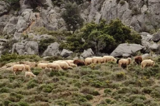 Μυτιλήνη: Κινητοποιήσεις κτηνοτρόφων για τα κρούσματα αφθώδους πυρετού
