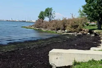 Δήμος Καλαμαριάς: Τόνοι φυκιών πληγώνουν την εικόνα του παραλιακού μετώπου