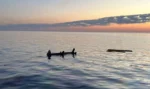 Βυθίστηκε το πλοίο «Corsage C» βόρεια της Άνδρου – Μετέφερε 8.000 τόνους σόδας