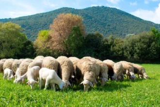 Υπουργείο Αγροτικής Ανάπτυξης: 76 κρούσματα αφθώδους πυρετού σε 116 εκτροφές της Λέσβου