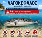 Οι 7 λαγοκέφαλοι της Ελλάδας και το πιο προβληματικό είδος – Οδηγός αναγνώρισης