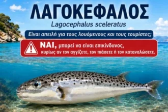 Οι 7 λαγοκέφαλοι της Ελλάδας και το πιο προβληματικό είδος – Οδηγός αναγνώρισης