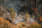 Σε ετοιμότητα η Πυροσβεστική λόγω πορτοκαλί συναγερμού εκδήλωσης φωτιάς σε πέντε περιφέρειες
