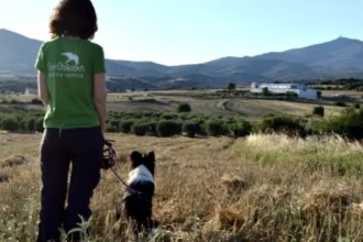 Σκύλοι ανιχνευτές δολωμάτων, ναρκωτικών και όπλων – Τα επόμενα βήματα στην εκπαίδευσή τους