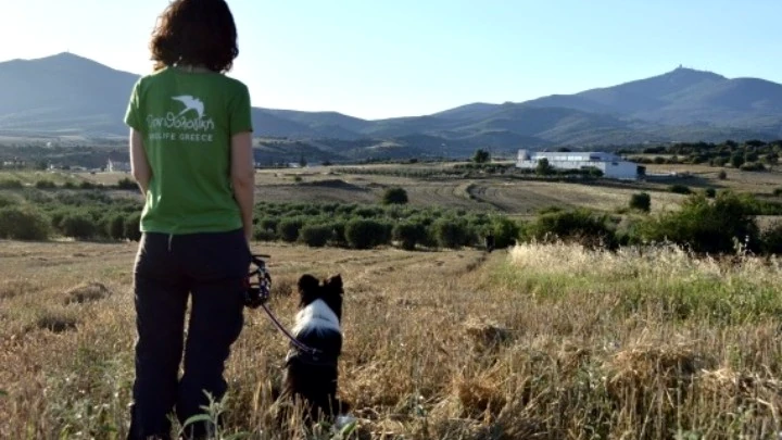 Σκύλοι ανιχνευτές δολωμάτων, ναρκωτικών και όπλων – Τα επόμενα βήματα στην εκπαίδευσή τους