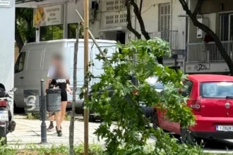 Θεσσαλονίκη: Καταστρέφονται ετησίως δεκάδες από τα νέα δέντρα που φυτεύτηκαν