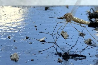 ΕΟΔΥ: 21 συνολικά κρούσματα από τον ιό του Δυτικού Νείλου-Τα περισσότερα έχουν καταγραφεί στην Αττική-Οι περιοχές υψηλού κινδύνου