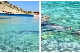 Φώκια έκανε μπάνιο μαζί με λουόμενους στην παραλία Μαραθούντα στη Σύμη – Δείτε βίντεο