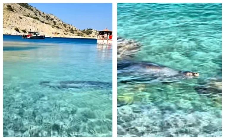 Φώκια έκανε μπάνιο μαζί με λουόμενους στην παραλία Μαραθούντα στη Σύμη – Δείτε βίντεο